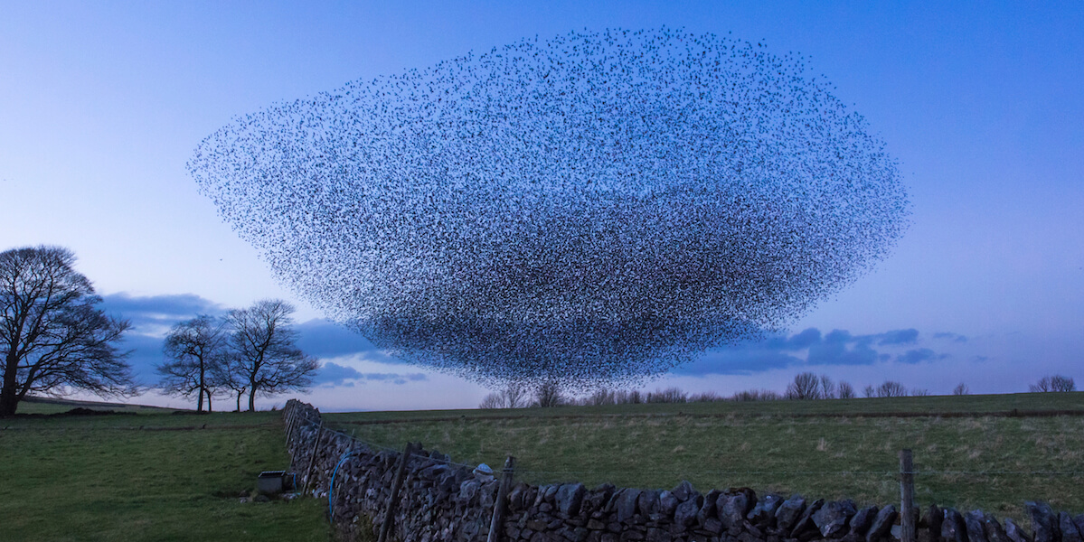 The Swarm. Source: iStock