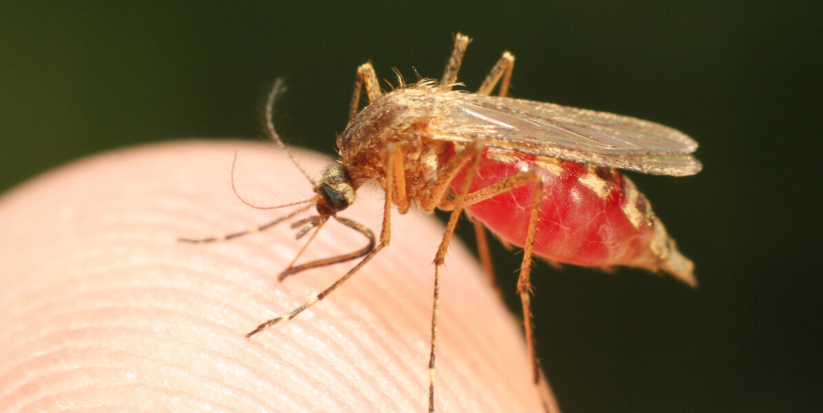 Engineers Develop New Portable Malaria Screening Instrument