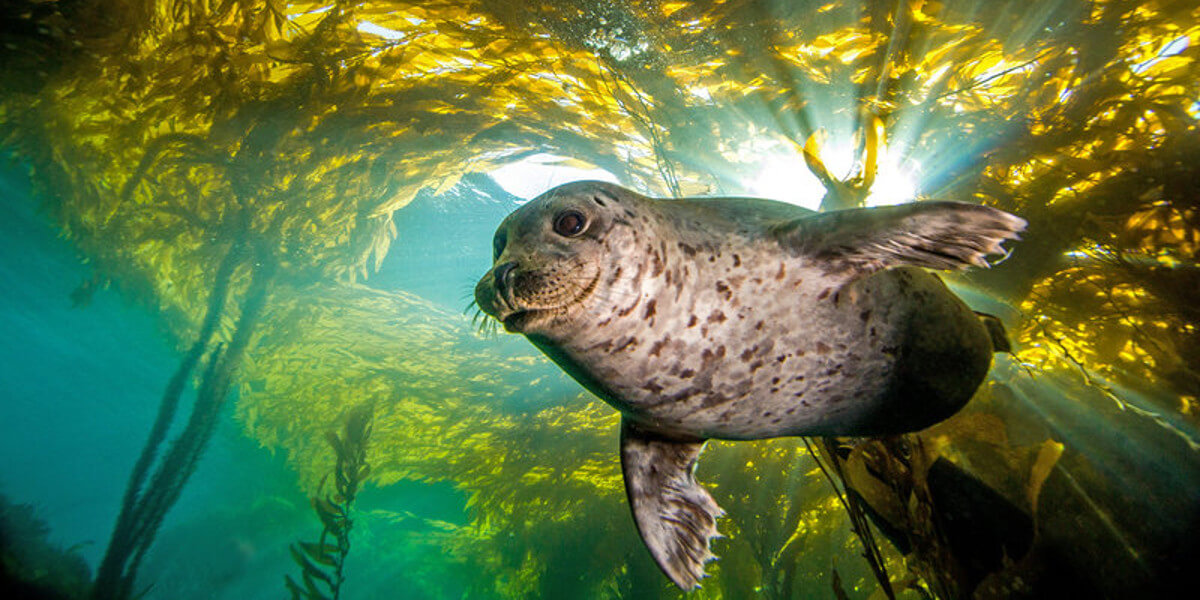 Need To Track A Submarine? A Harbor Seal Can Show You How