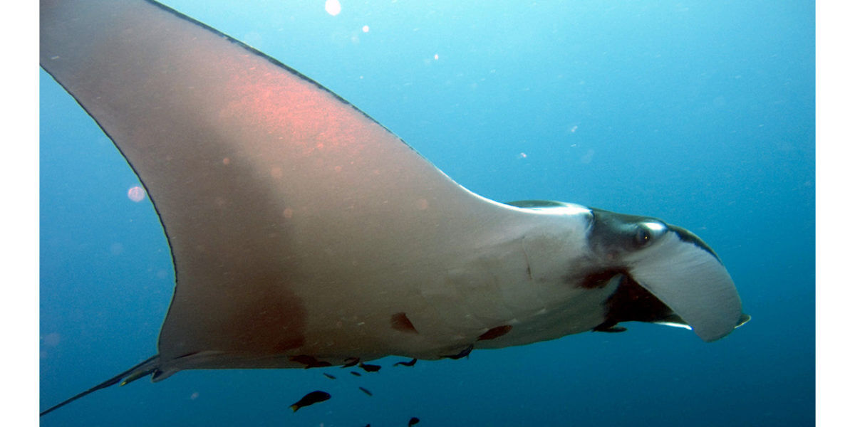 Why Your Vacuum Clogs but a Manta Ray Doesn’t