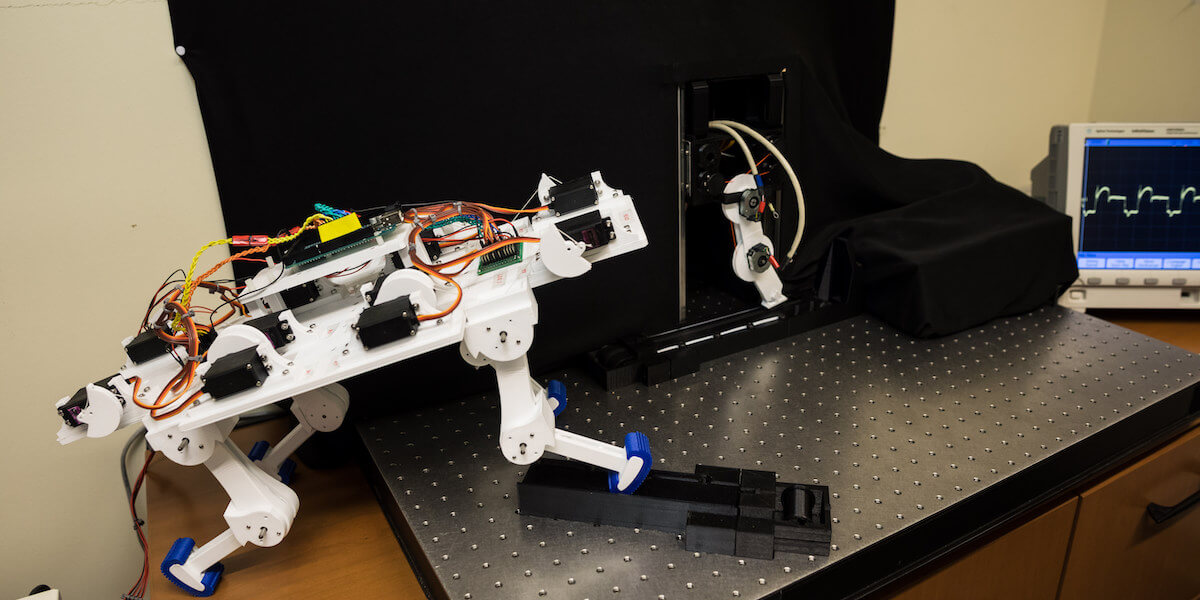 A Robotic Leg, Born Without Prior Knowledge, Learns to Walk
