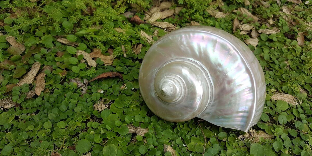 Using 3-D Printed Mother-of-Pearl to Create Tough New Smart Materials
