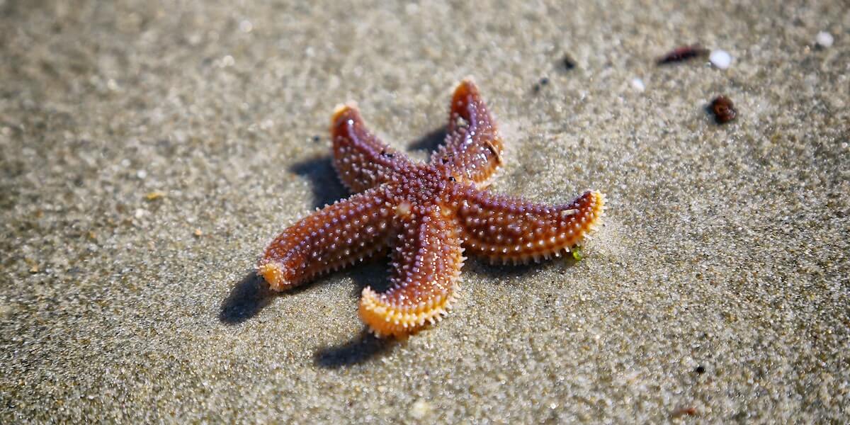 Starfish Gallop With Hundreds of Tubular Feet