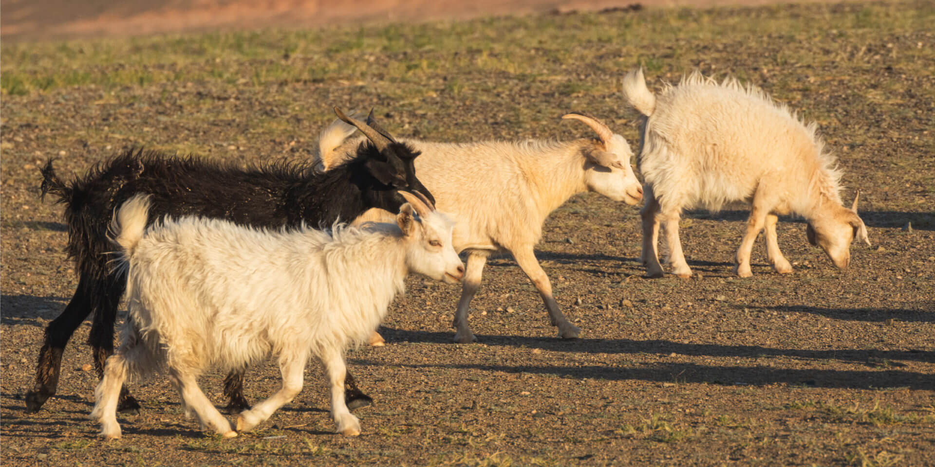Goats used as a tool to help clear brush, prevent wildfires in Western U.S.
