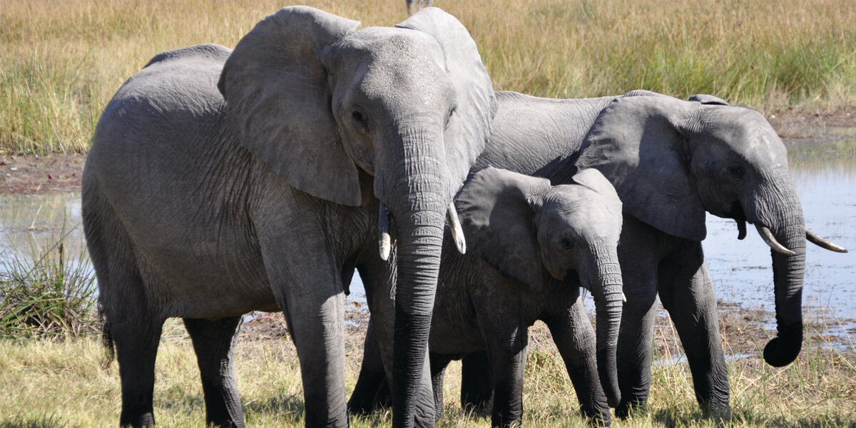 AI Can Reduce Poaching, Help Conservation