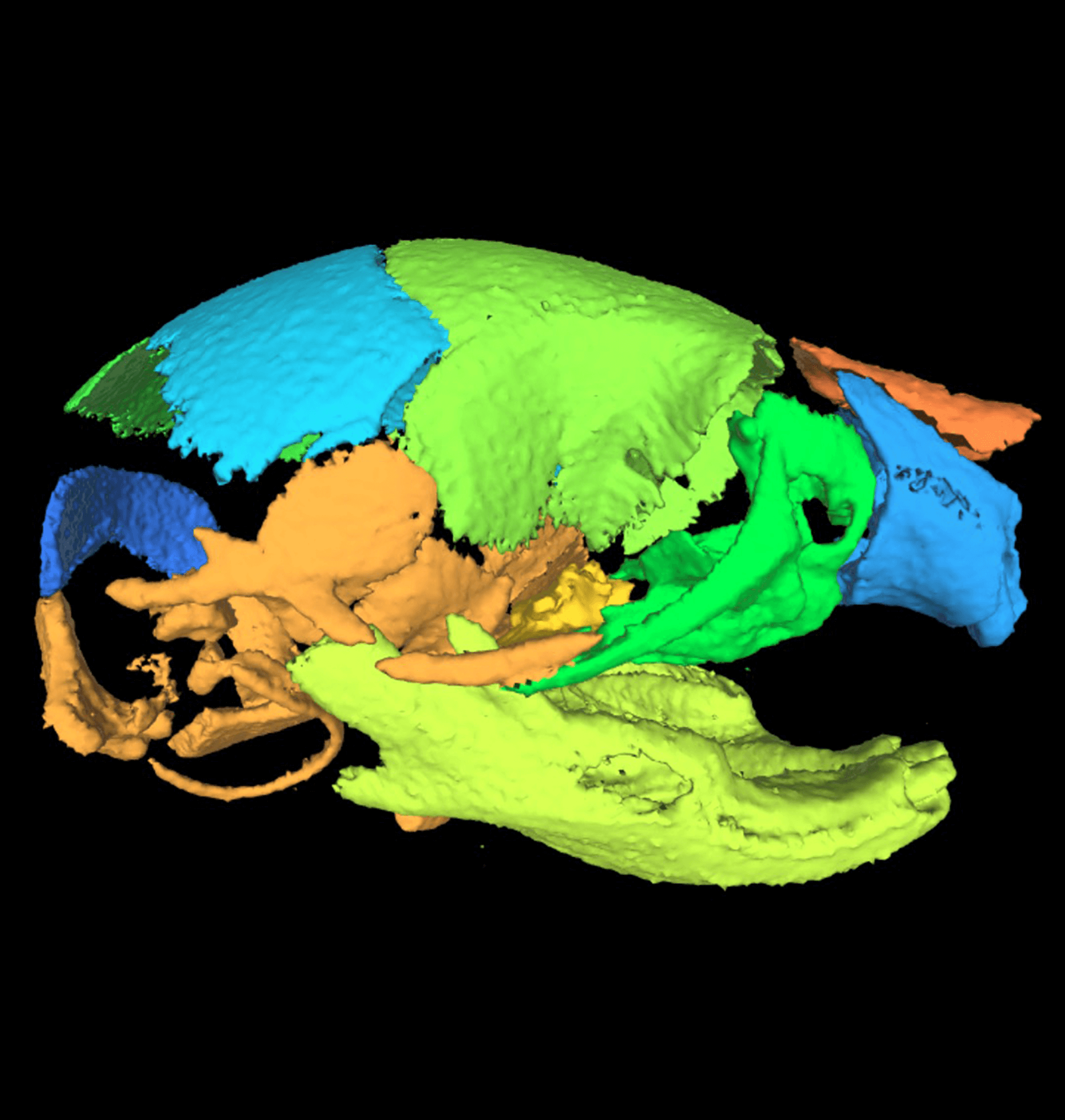 Image of a lateral skull