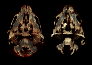 An image of microCT scans of mouse embryo skulls. Data like this is stored in the FaceBase hub.