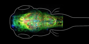 The synapses of a zebrafish brain are highlighted by a microscope