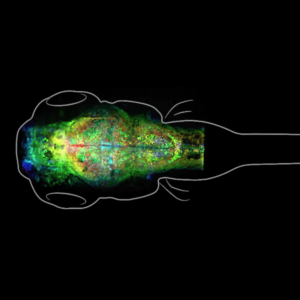 The synapses of a zebrafish brain are highlighted by a microscope