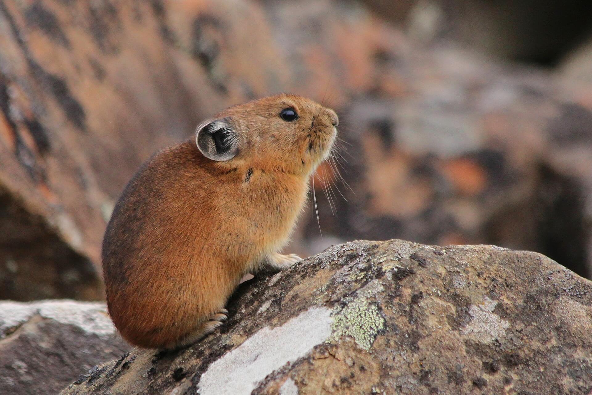 The pika can overheat and die in temperatures as mild as 78 degrees Fahrenheit. Photo/Pexels