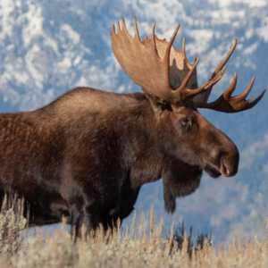 Roughly half of the world's 4,000 species, including moose, are on the move, with many migrating northwards towards higher latitudes. Photo/iStock.