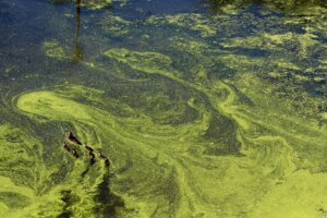 Harmful algae blooms in lakes are a major environmental problem. Photo/UnSplash.