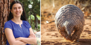 Bistra Dilkina will unite diverse data sources on pangolin populations and crime, and design innovative artificial intelligence tools and data science platforms. Photo/Caitlin Dawson/iStock