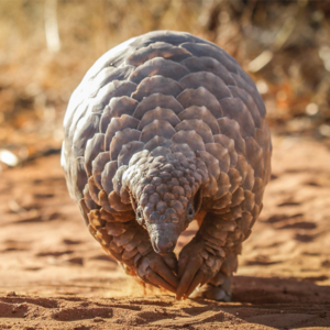 Bistra Dilkina will unite diverse data sources on pangolin populations and crime, and design innovative artificial intelligence tools and data science platforms. Photo/Caitlin Dawson/iStock