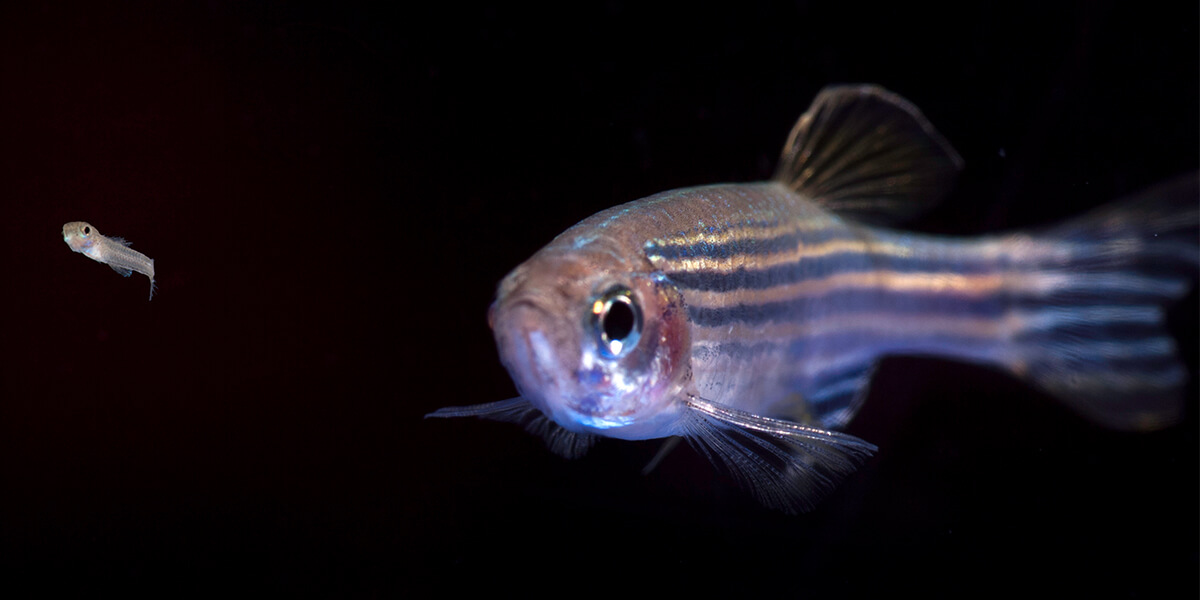 Fish Don’t Dither: A New Study Investigates Danger-Evasion Tactics