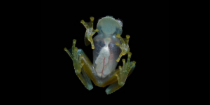 The translucent abdominal skin of the glass frog forms part of its unique disguise. Image/Geoff Gallice