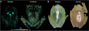 Glassfrogs remove RBCs from circulation while sleeping. (A) High-resolution PAM showing RBC perfusion within the vasculature of the same frog while asleep and under anesthesia. This PAM technique can capture the location of RBCs within single vessels, as well as the oxygen saturation of hemoglobin (sO2). (B) Flash photography showing the visible change in RBC perfusion between activity levels.