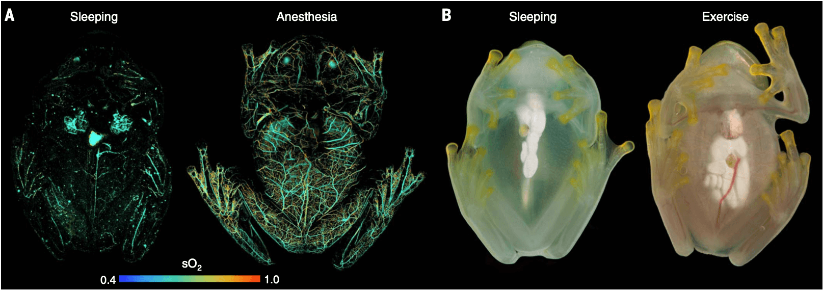Glassfrogs remove RBCs from circulation while sleeping. (A) High-resolution PAM showing RBC perfusion within the vasculature of the same frog while asleep and under anesthesia. This PAM technique can capture the location of RBCs within single vessels, as well as the oxygen saturation of hemoglobin (sO2). (B) Flash photography showing the visible change in RBC perfusion between activity levels. 