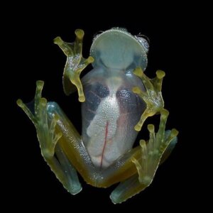 The translucent abdominal skin of the glass frog forms part of its unique disguise. Image/Geoff Gallice