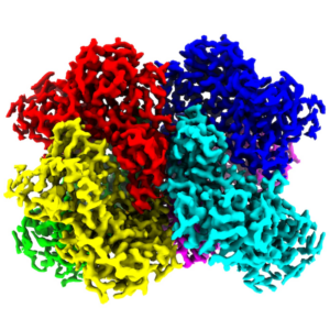 Cryo-EM image of the COVID virus