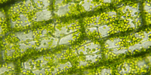 Magnification of algae cells: the building blocks for new