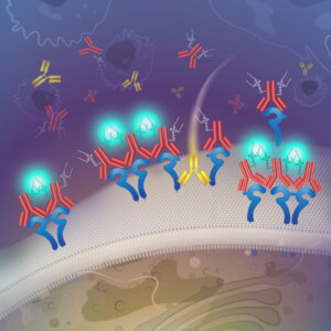 A conceptual drawing of a new fluorescent probe that illuminates protein clusters found in a subset of breast cancers (Illustration/Katya Kadyshevskaya)