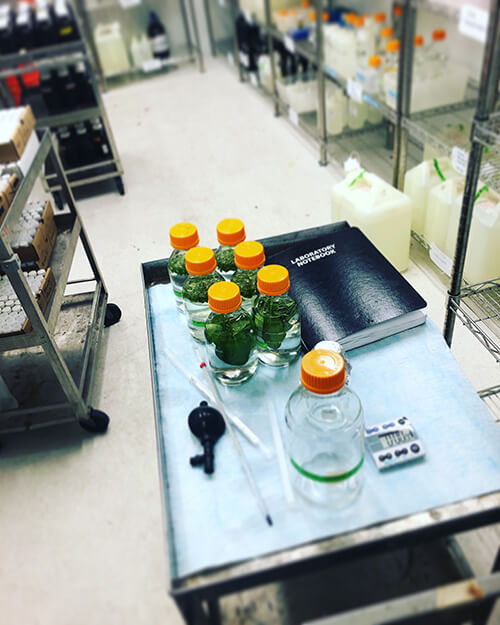 Experiment in The Simpson Lab to test for the formation of toxic contaminants in spinach during chlorine disinfection