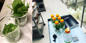 Experiments in The Simpson Lab to test for the formation of toxic contaminants in spinach during chlorine disinfection