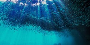 A school of fish congregates at the top of a body of water, light shines through the top of the surface of the water