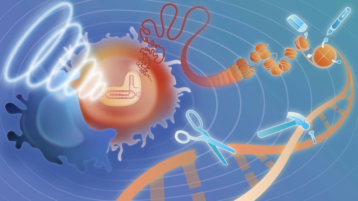 USC biomedical engineers have harnessed focused ultrasound to improve CRISPR, a revolutionary tool that enables the DNA in living organisms to be modified. Image/Wang Lab