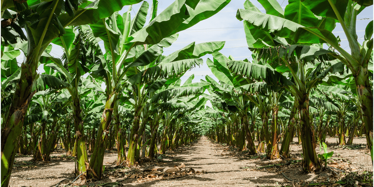 Banana tree grove