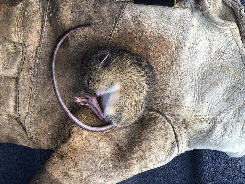 Preble's meadow jumping mouse in a state of torpor. Image/Rob Schorr, U.S. Fish and Wildlife Service.