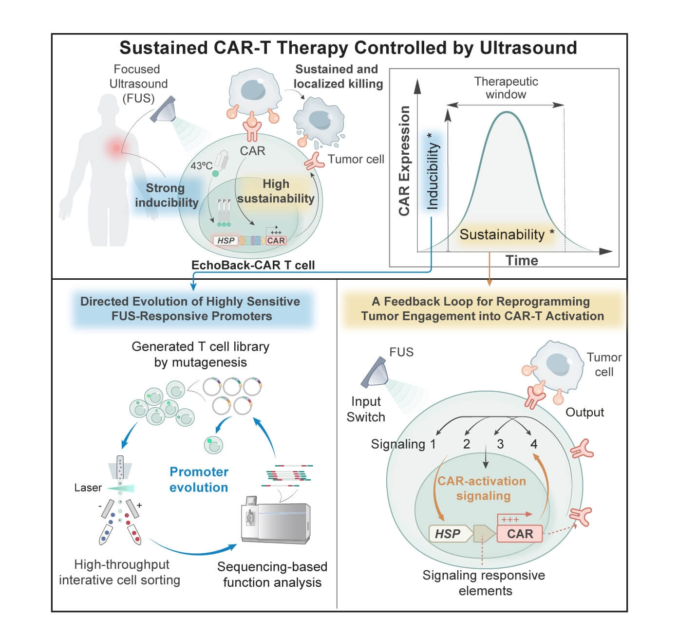 A diagram shows this new type of Sonogenetic EchoBack-CAR T cell was designed with an ultrasensitive heat-shock promoter screened from a library and a synthetic positive feedback loop that reprograms tumor engagement into CAR-T cell activation.