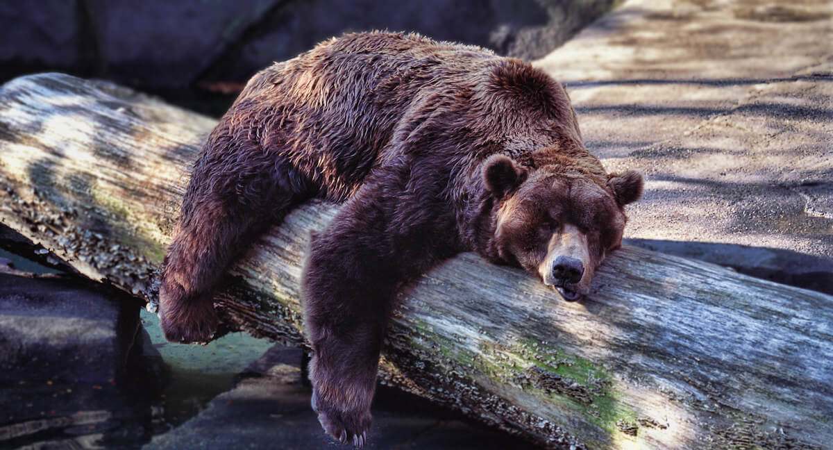 A bear sleeps on a log.