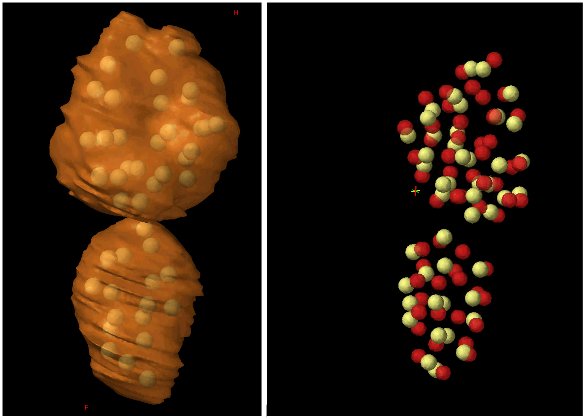 Left: Karnwal's algorithm-generated vertices for radiation hotspots in a tumor mass. Right: a comparison of algorithm-generated vertices (yellow) and human-generated vertices (red). Image/Arjun Karnwal.