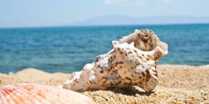 A seashell on a beach.