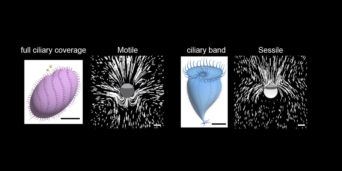 Single-celled marine organisms offer a valuable window into major evolutionary transitions