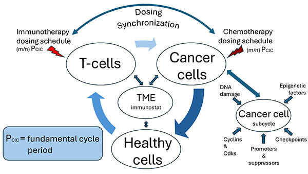 The three players in the cancer-immunity cycle evolutionary game: Cancer cells, Healthy cells, and T cells