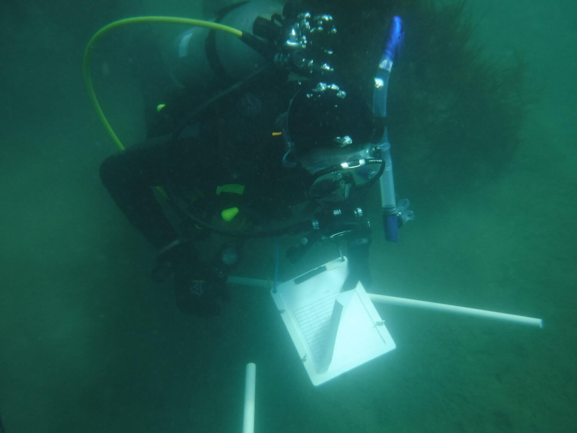 Alexander, a certified scientific diver, has studied invertebrates through USC’s Wrigley Institute on Catalina Island.