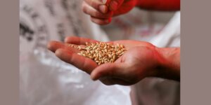 A hand holding seeds